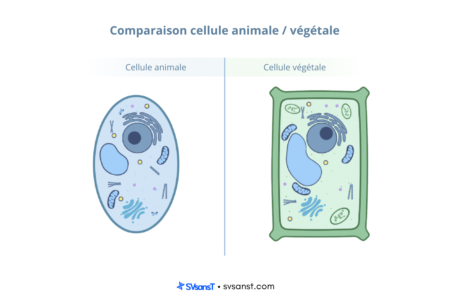 Comparaison cellule animale / végétale