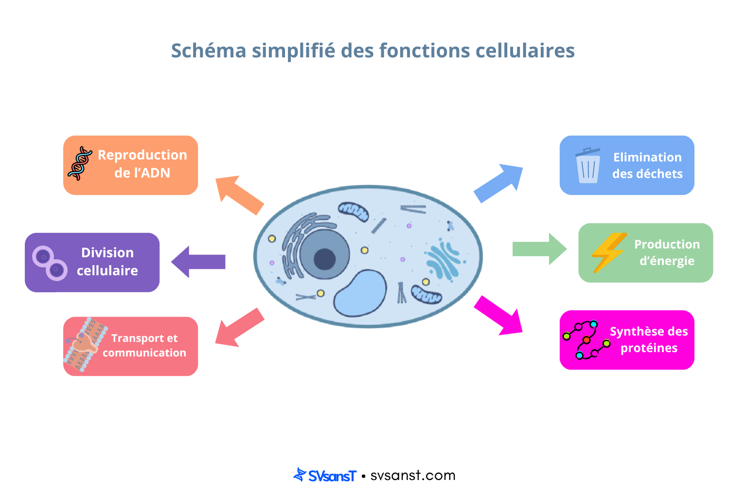 Schéma simplifié des fonctions cellulaires