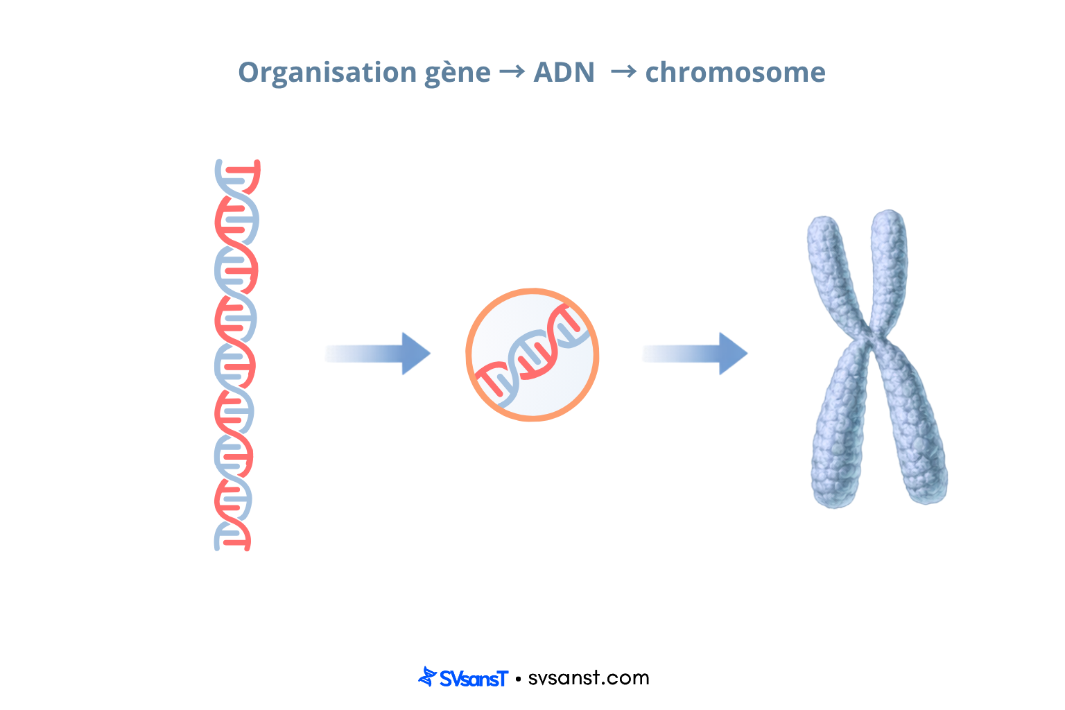 Organisation ADN → gène → chromosome