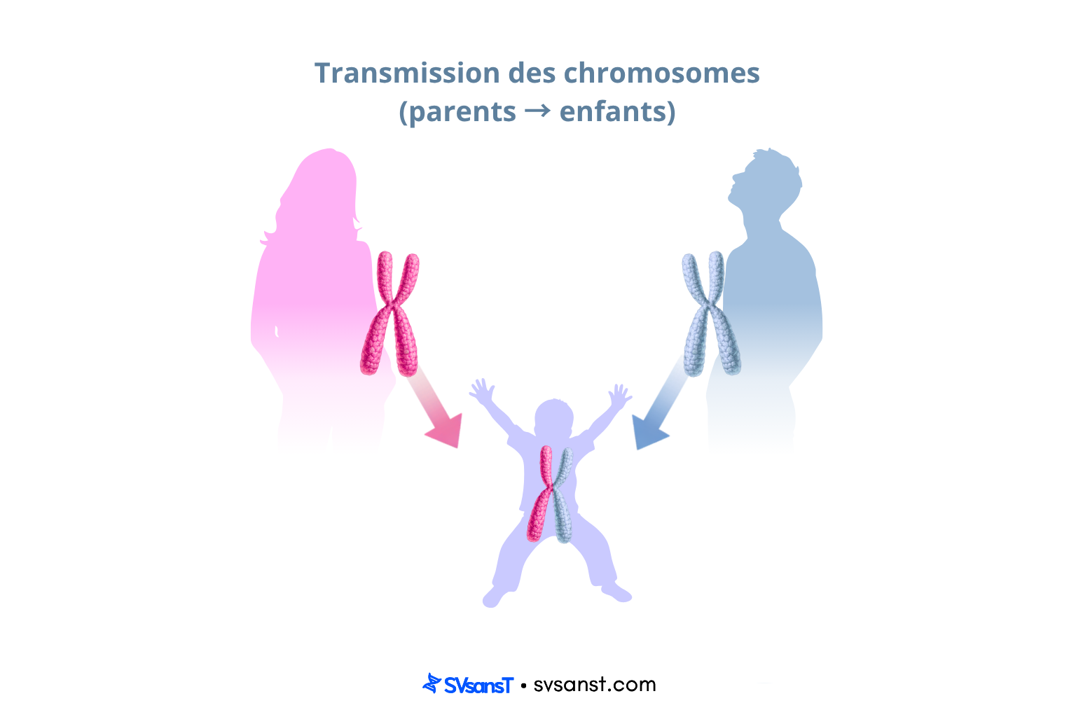 Schéma de transmission des chromosomes (parents → enfant)